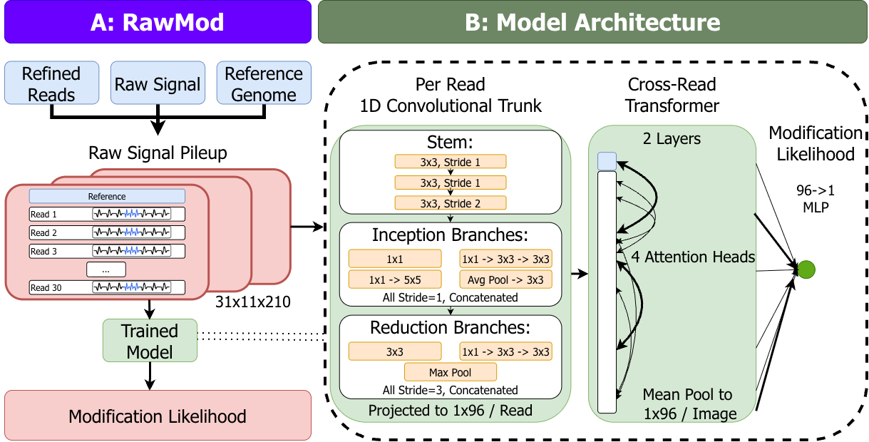 RawMod architecture: raw signal pileup, convolutional trunk, and cross-read transformer