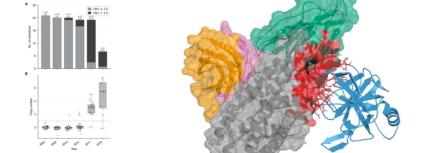 Bt resistance CNV frequency over time, and a structural model of the toxin receptor complex